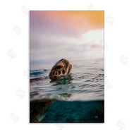 Max Blakesberg Studios | Turtle Swim at Sunrise