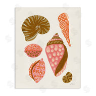 Yvette St. Amant | Tropical Shell Collection