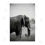 Sharon Vardy | Side Profile Elephant