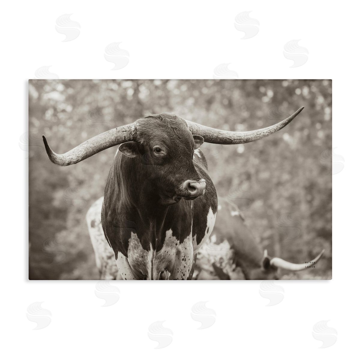 Longhorn's Gaze Photography Canvas Wall Art, Home Decor by Nathan Larson