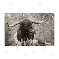 Nathan Larson | Longhorn's Gaze Photography