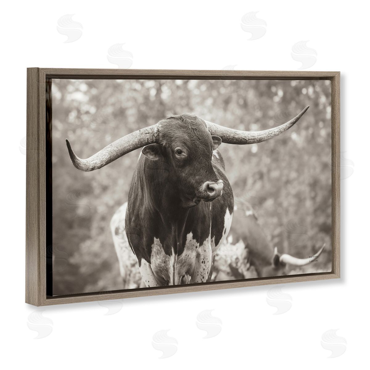 Longhorn's Gaze Photography Brown Floating Frame Canvas Wall Art, Home Decor by Nathan Larson