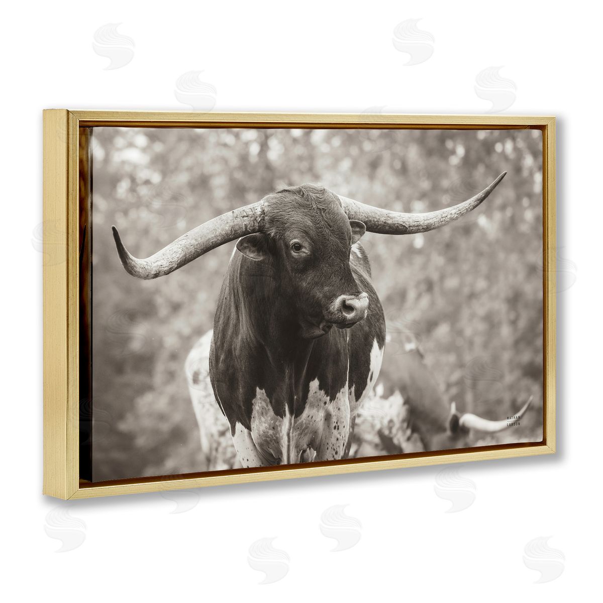 Longhorn's Gaze Photography Gold Floating Frame Canvas Wall Art, Home Decor by Nathan Larson