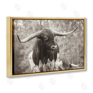 Nathan Larson | Longhorn's Gaze Photography