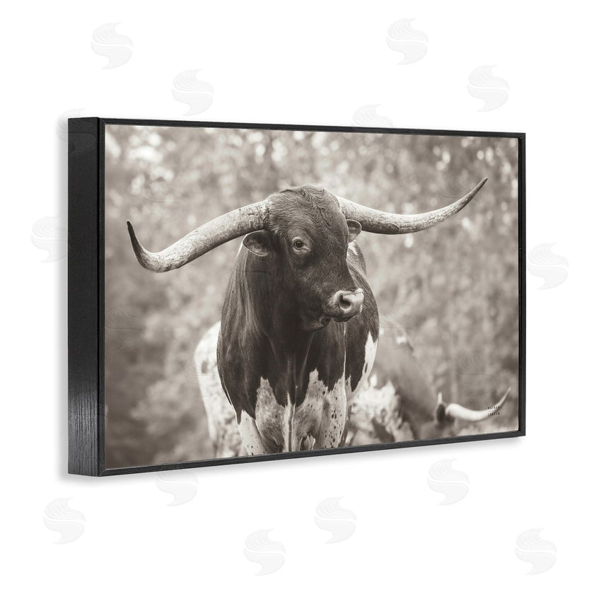 Nathan Larson | Longhorn's Gaze Photography
