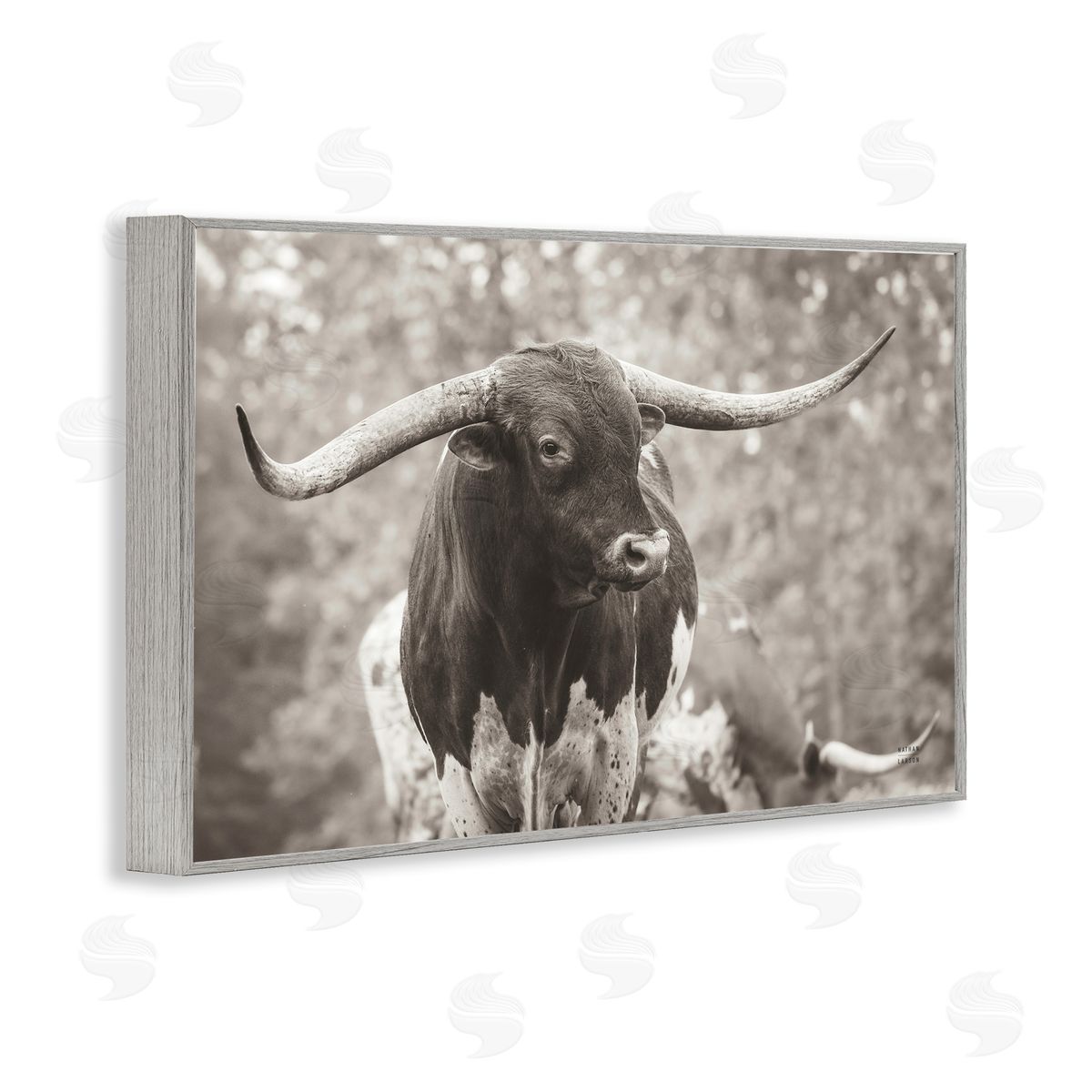 Longhorn's Gaze Photography Grey Frame Print Wall Art, Home Decor by Nathan Larson