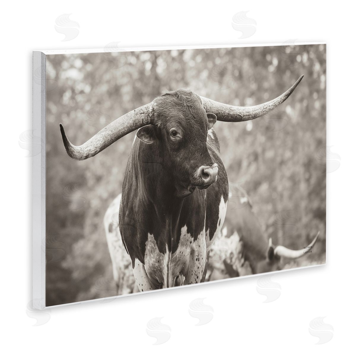 Longhorn's Gaze Photography Wood Plaque Wall Art, Home Decor by Nathan Larson