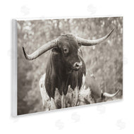 Nathan Larson | Longhorn's Gaze Photography