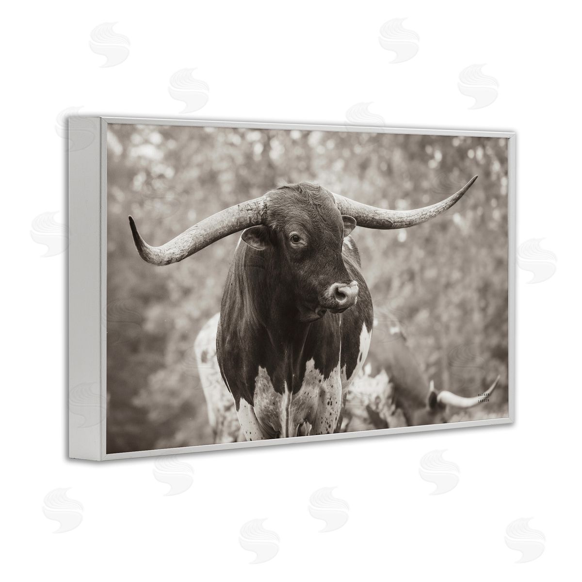 Longhorn's Gaze Photography White Frame Print Wall Art, Home Decor by Nathan Larson