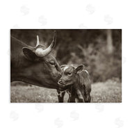 Nathan Larson | Longhorn Kiss Photography