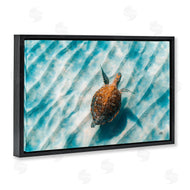 Max Blakesberg Studios | Sandbar Sea Turtle