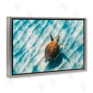 Max Blakesberg Studios | Sandbar Sea Turtle