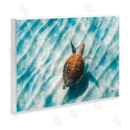 Max Blakesberg Studios | Sandbar Sea Turtle