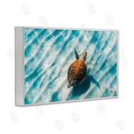 Max Blakesberg Studios | Sandbar Sea Turtle