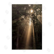 Lori Deiter | Sunlight Through Tree Canopy