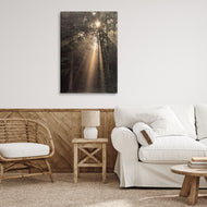 Lori Deiter | Sunlight Through Tree Canopy