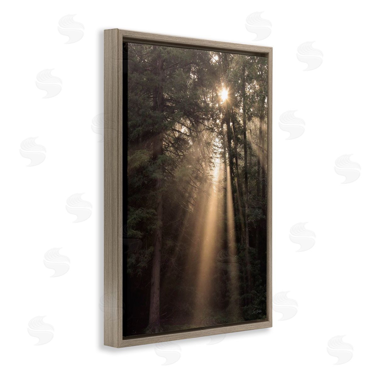 Sunlight Through Tree Canopy Brown Floating Frame Canvas Wall Art, Home Decor by Lori Deiter