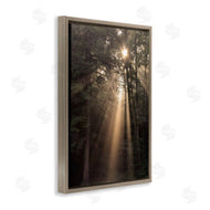 Lori Deiter | Sunlight Through Tree Canopy