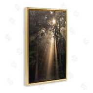 Lori Deiter | Sunlight Through Tree Canopy