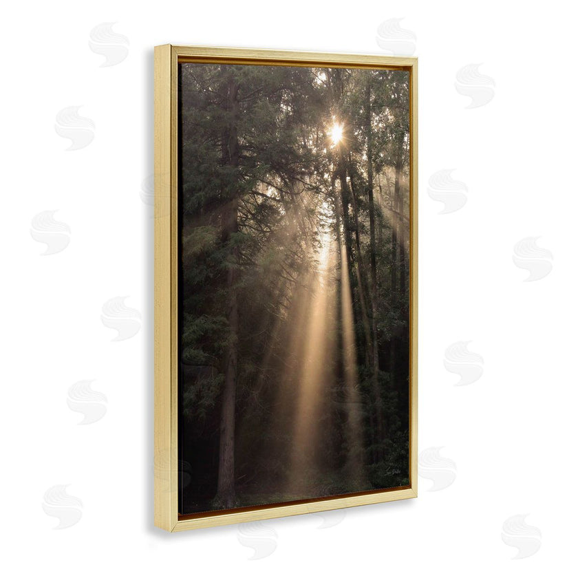 Lori Deiter | Sunlight Through Tree Canopy
