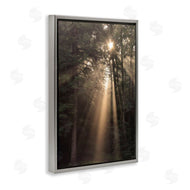 Lori Deiter | Sunlight Through Tree Canopy