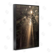 Lori Deiter | Sunlight Through Tree Canopy