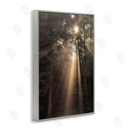 Lori Deiter | Sunlight Through Tree Canopy