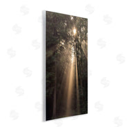 Lori Deiter | Sunlight Through Tree Canopy