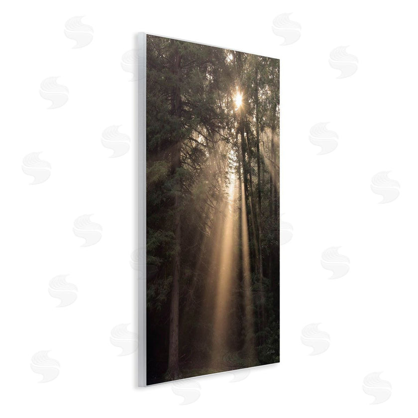 Lori Deiter | Sunlight Through Tree Canopy
