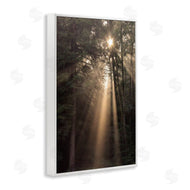 Lori Deiter | Sunlight Through Tree Canopy