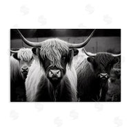 Franklyn Gregory | Black & White Highland Cows