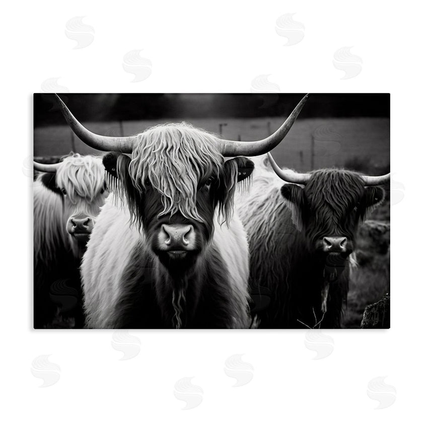 Franklyn Gregory | Black & White Highland Cows