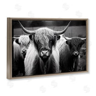 Franklyn Gregory | Black & White Highland Cows