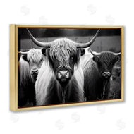 Franklyn Gregory | Black & White Highland Cows