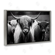 Franklyn Gregory | Black & White Highland Cows