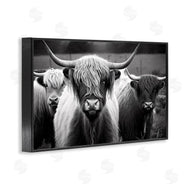 Franklyn Gregory | Black & White Highland Cows