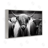 Franklyn Gregory | Black & White Highland Cows