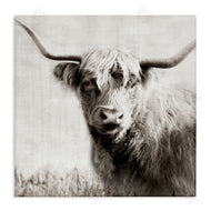 Danita Delimont | Black & White Highland Cow