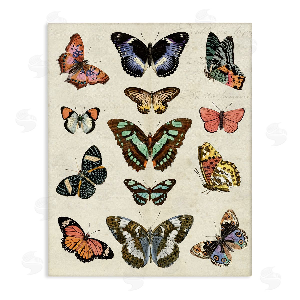 Vintage Butterfly Breeds Canvas Wall Art, Home Decor by Susan Arnot