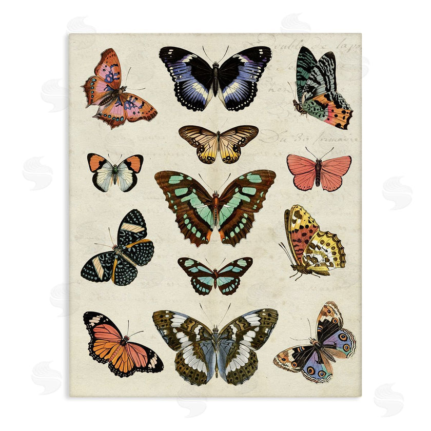 Susan Arnot | Vintage Butterfly Breeds