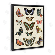 Susan Arnot | Vintage Butterfly Breeds