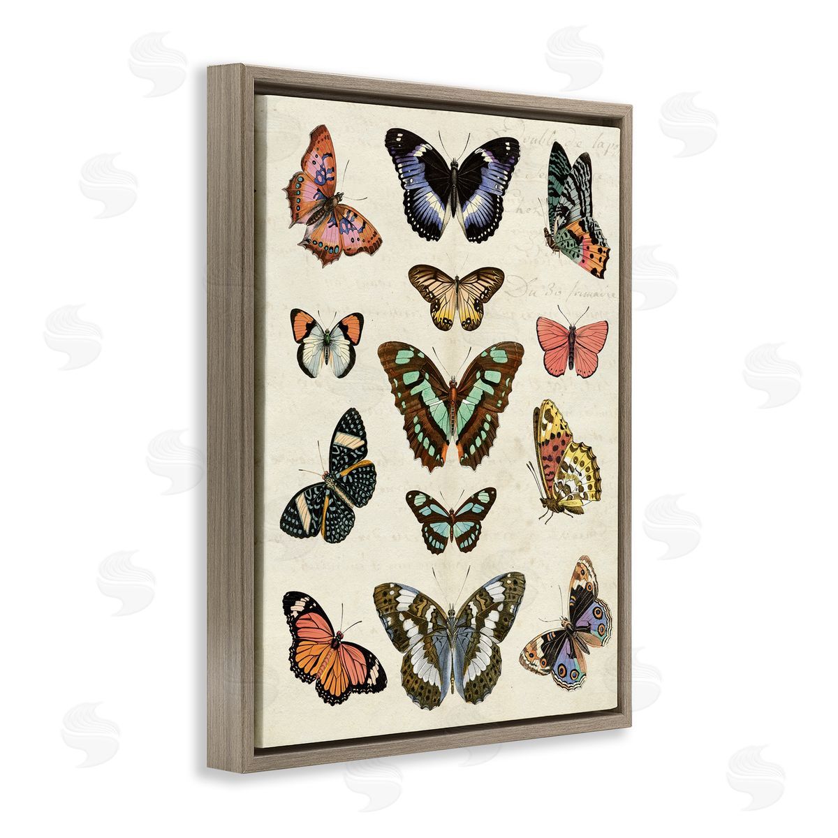 Vintage Butterfly Breeds Brown Floating Frame Canvas Wall Art, Home Decor by Susan Arnot
