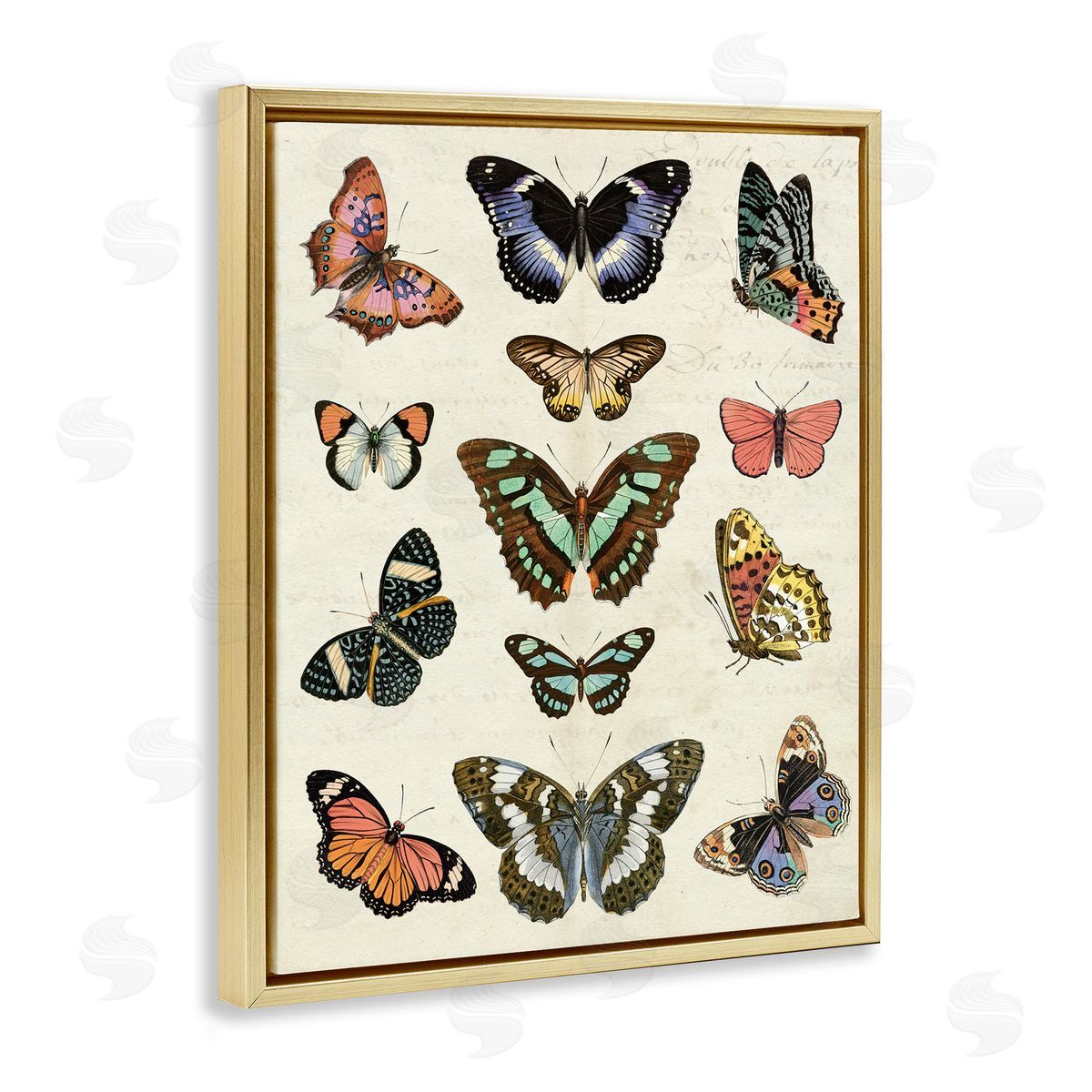 Vintage Butterfly Breeds Gold Floating Frame Canvas Wall Art, Home Decor by Susan Arnot