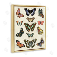 Susan Arnot | Vintage Butterfly Breeds