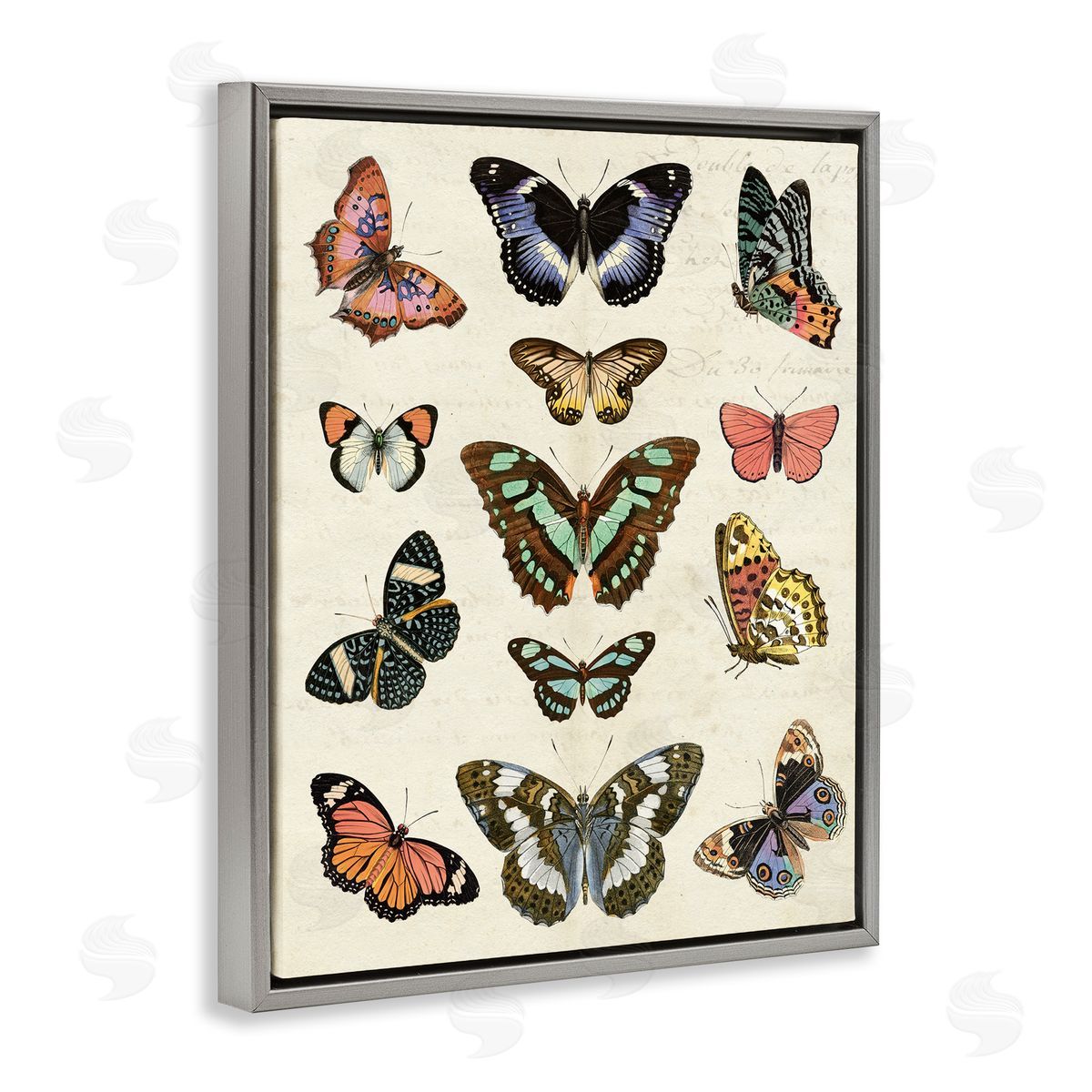 Vintage Butterfly Breeds Grey Floating Frame Canvas Wall Art, Home Decor by Susan Arnot