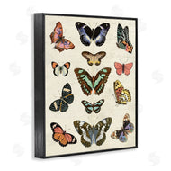 Susan Arnot | Vintage Butterfly Breeds