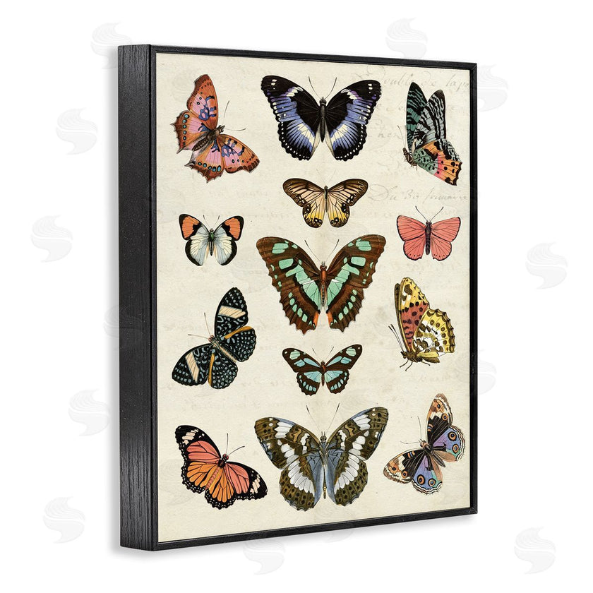 Susan Arnot | Vintage Butterfly Breeds