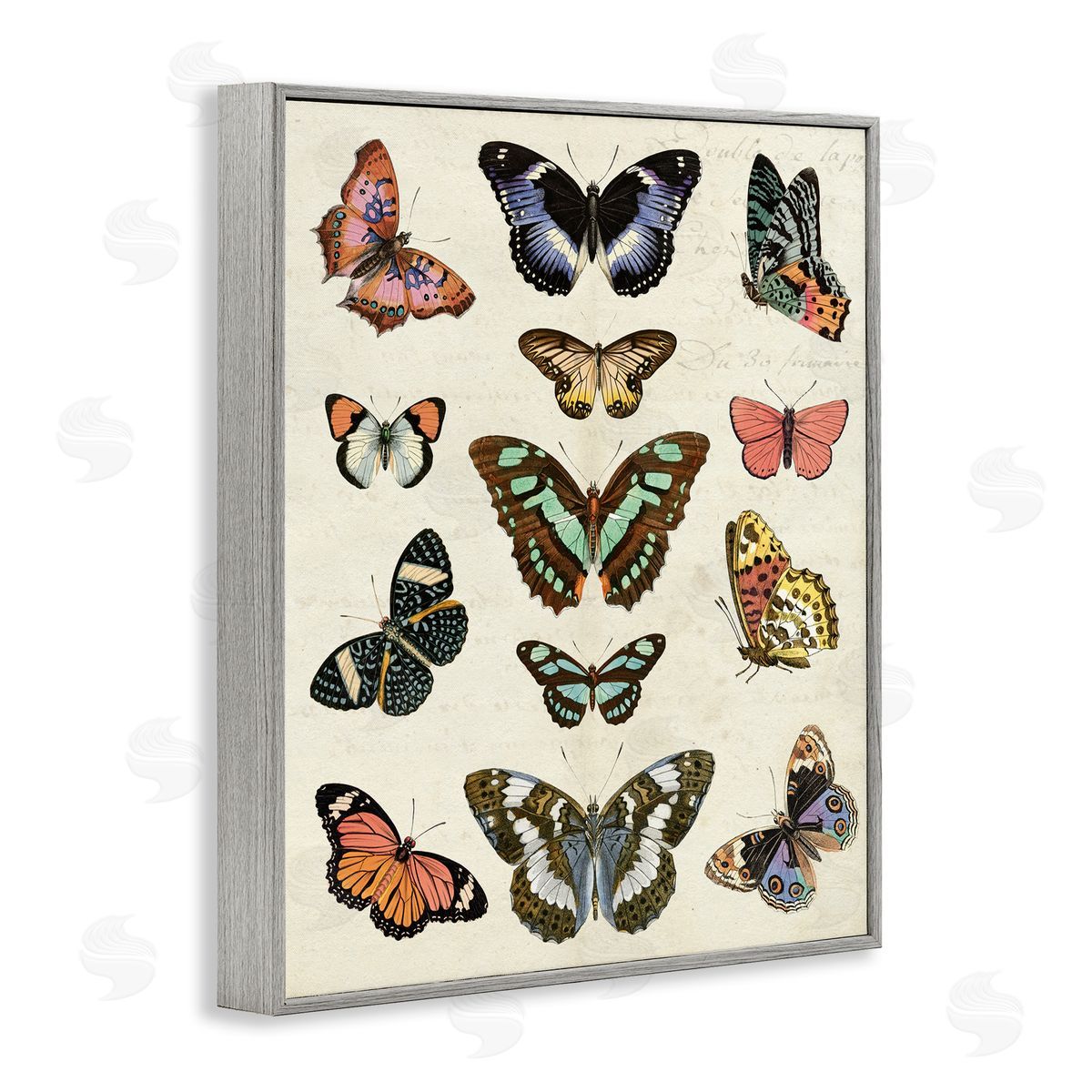 Vintage Butterfly Breeds Grey Frame Print Wall Art, Home Decor by Susan Arnot