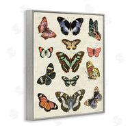 Susan Arnot | Vintage Butterfly Breeds