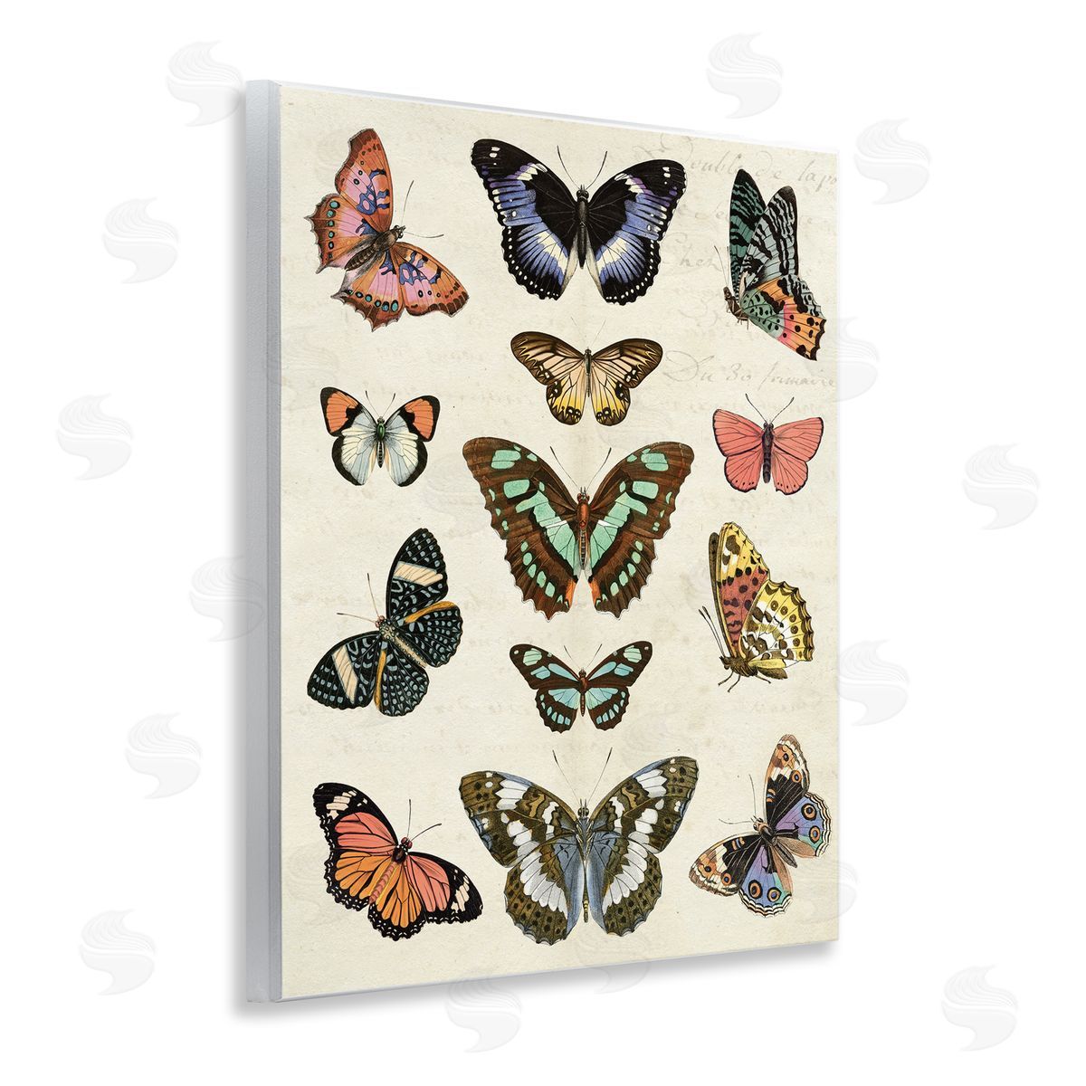 Vintage Butterfly Breeds Wood Plaque Wall Art, Home Decor by Susan Arnot